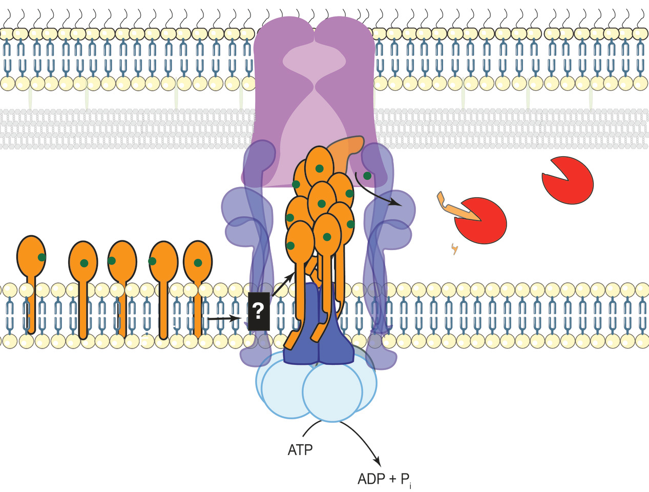Bacterial fibres with a calcium scaffold